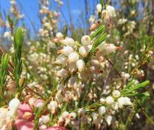 Image of Erica albens var. albens