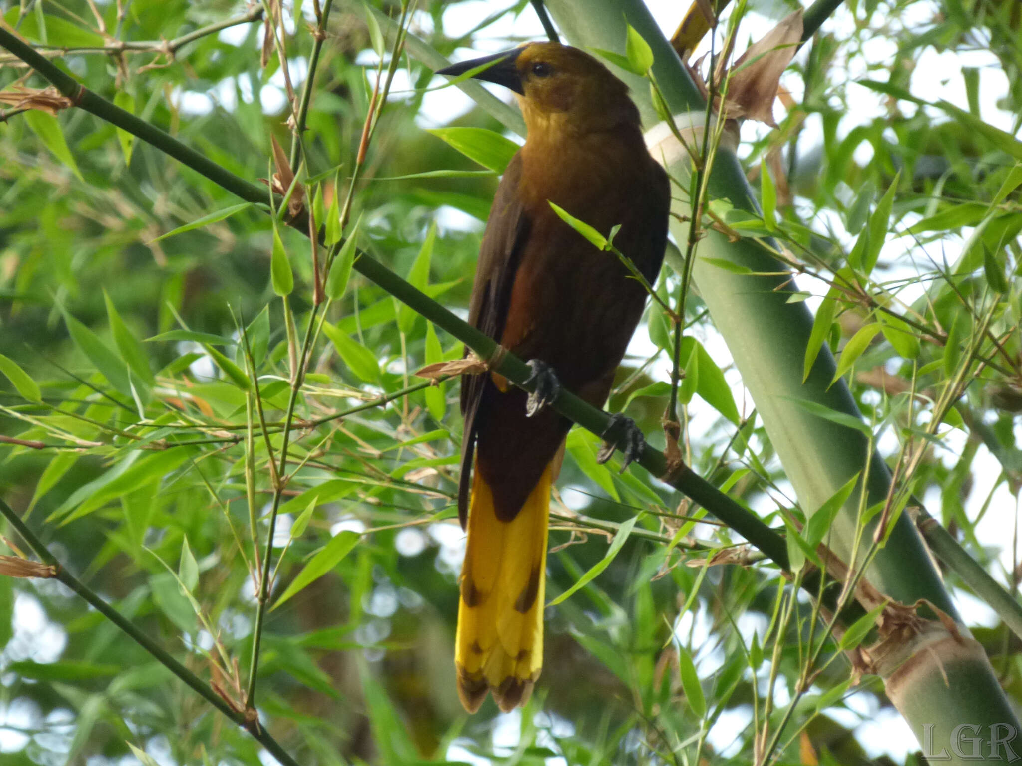 Image of Psarocolius angustifrons angustifrons (Spix 1824)