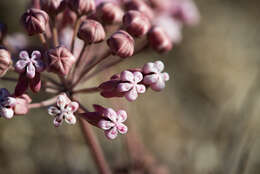 Image de Asclepias rosea Kunth