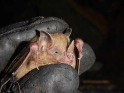 Image of dwarf little fruit bat