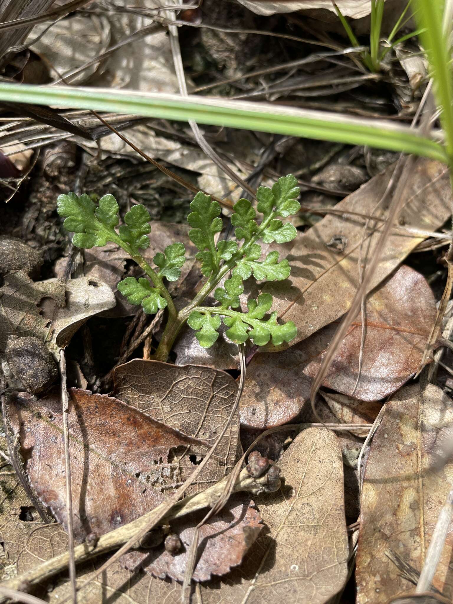 Imagem de Sceptridium lunarioides (Michx.) Holub