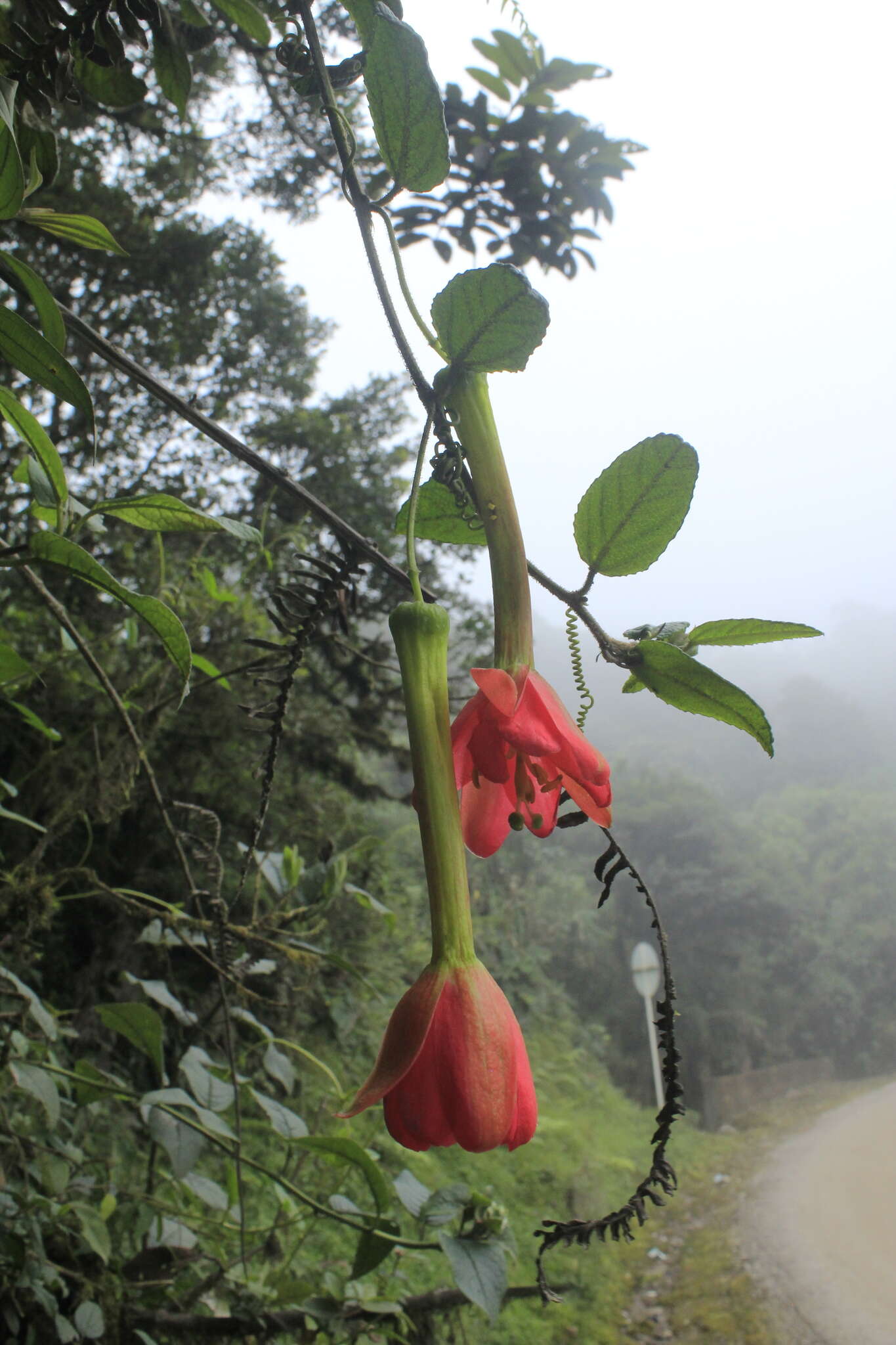 Image of Passiflora crispolanata Uribe