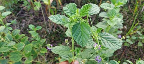 Image de Cullen corylifolium (L.) Medik.