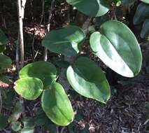 Image of Smilax australis R. Br.