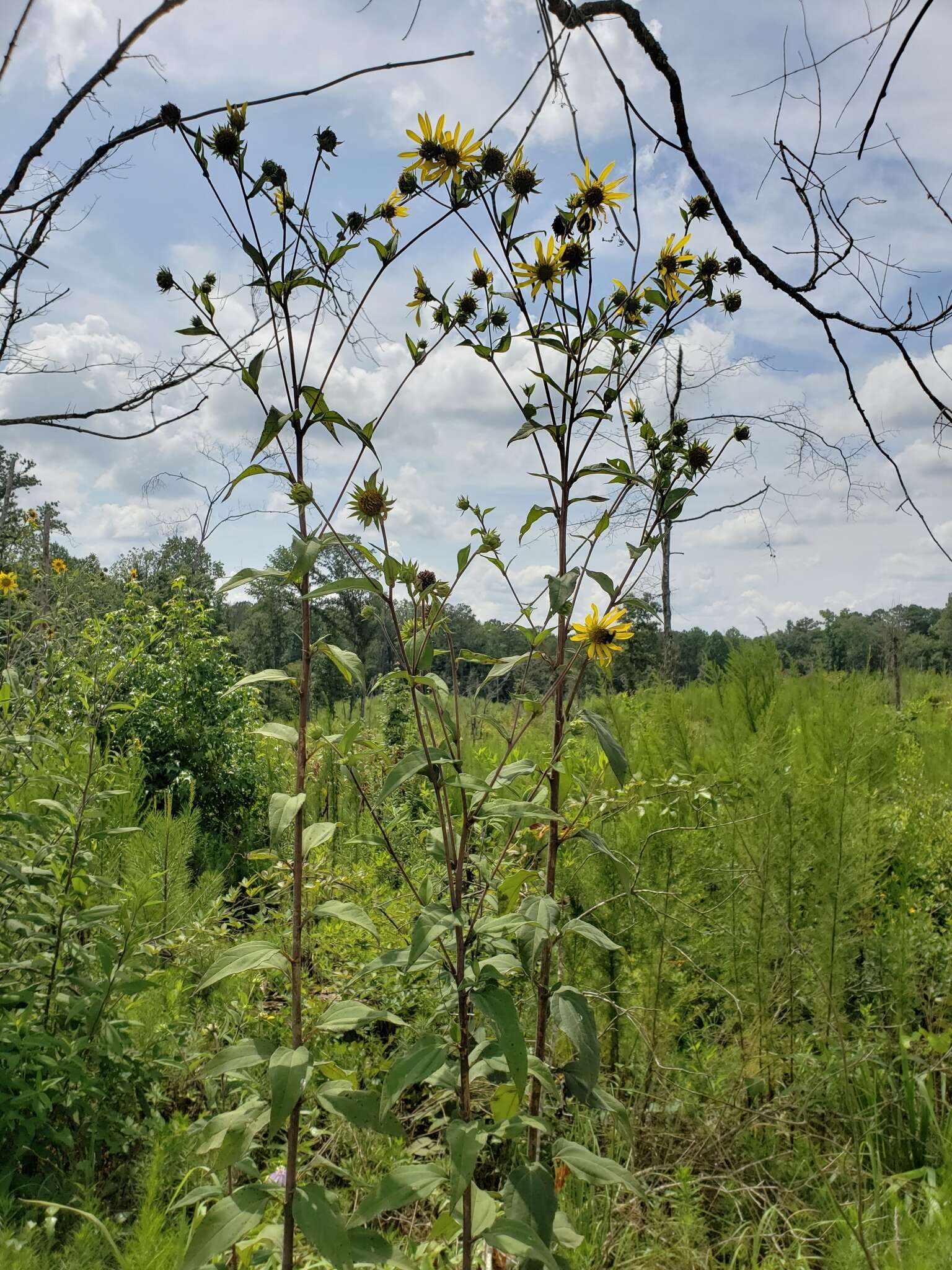 Image de Helianthus resinosus Small