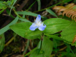 Image of <i>Elasis guatemalensis</i>