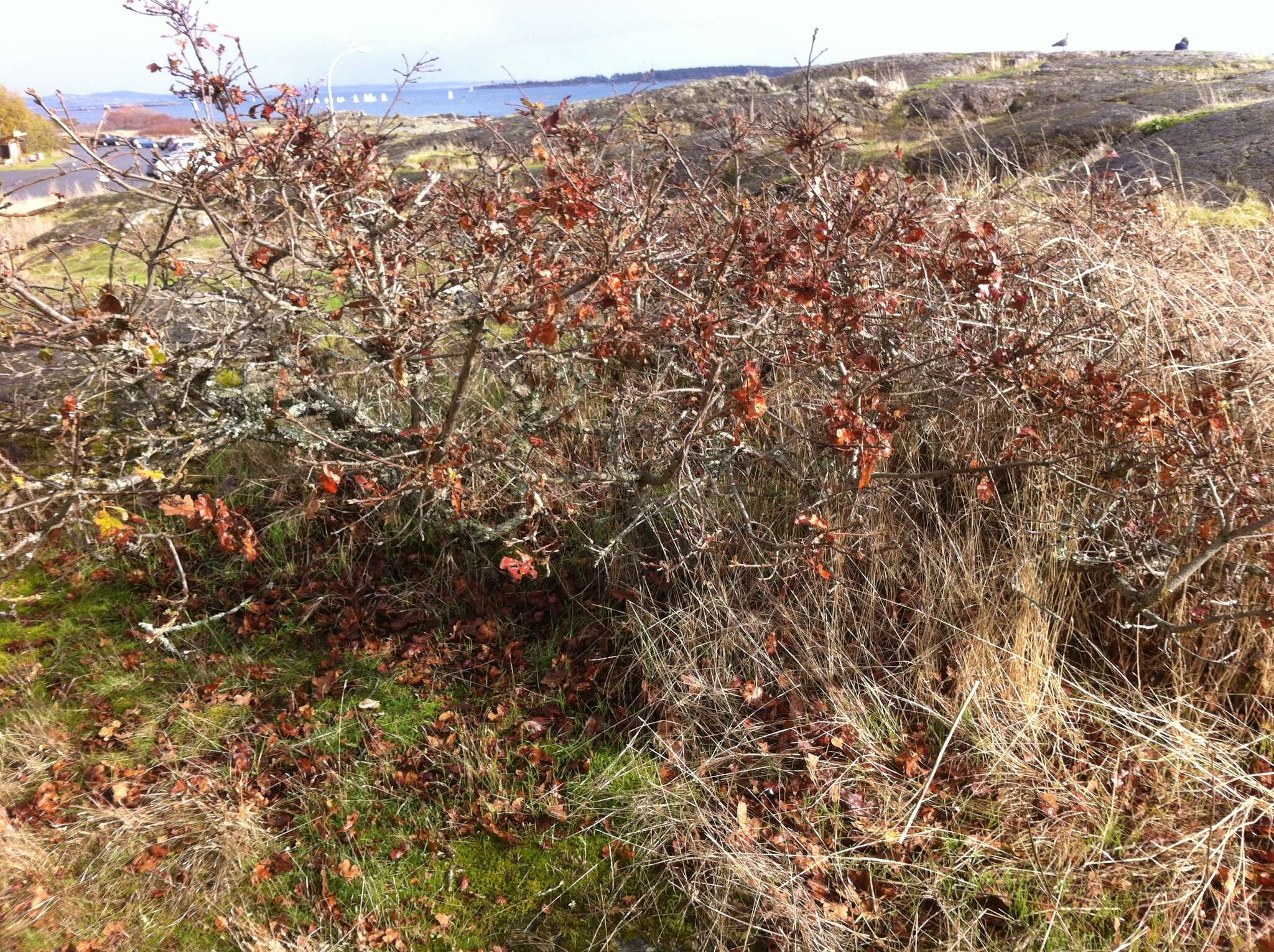 Image of Oregon white oak