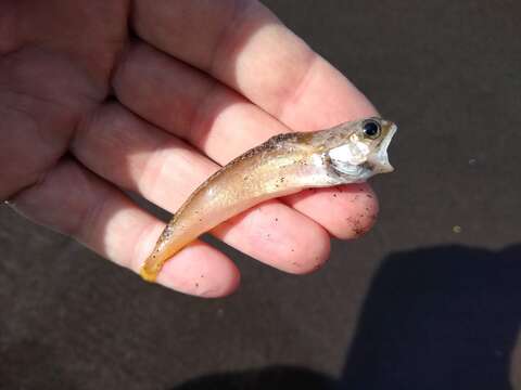 Image of Northern bastard codling