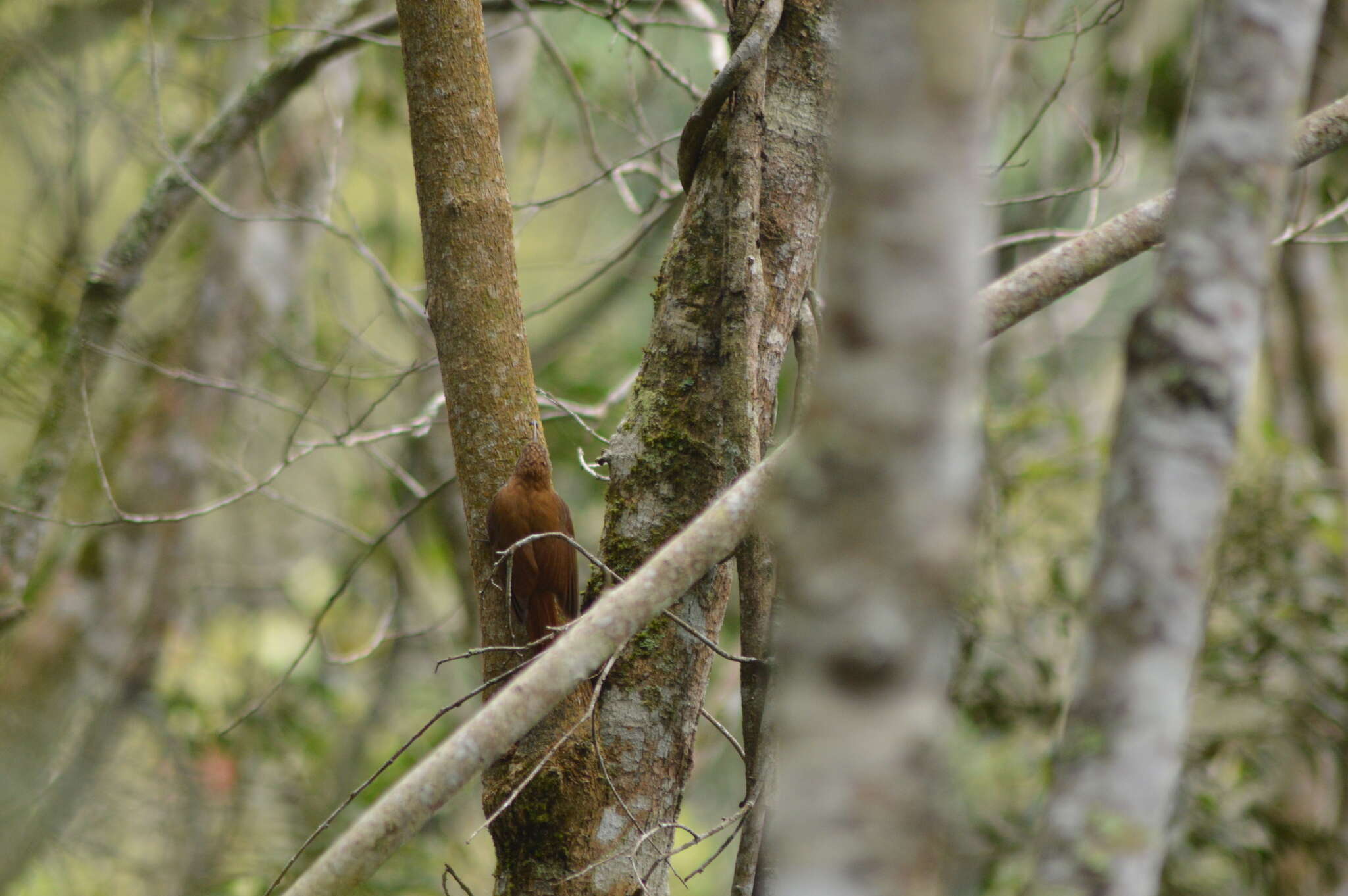 Image of Scaled Woodcreeper