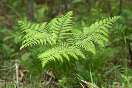 Image of Pteridium latiusculum subsp. japonicum (Nakai) Fraser-Jenkins