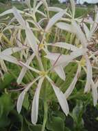 Image of Crinum subcernuum Baker