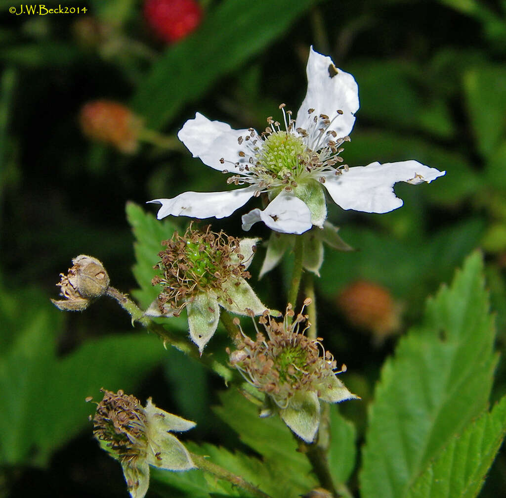 Слика од Rubus pensilvanicus Poir.