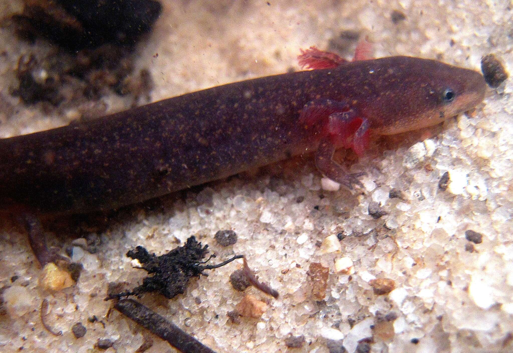 Image of Dwarf Waterdog