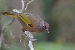 Image of Malayan Laughingthrush