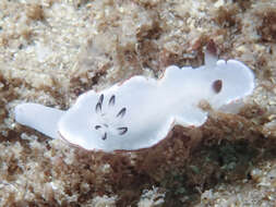 Image of Glossodoris angasi Rudman 1986