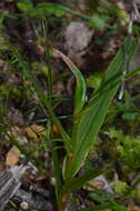 Image of Pterostylis cardiostigma D. Cooper