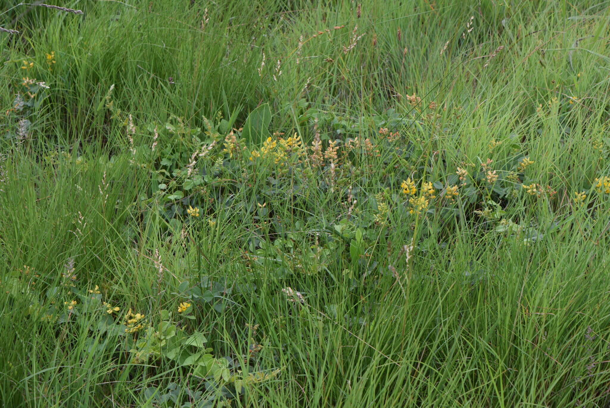 Image of Rhynchosia cooperi (Baker fil.) Burtt Davy