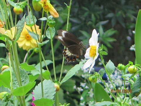 Image of Canopus Swallowtail