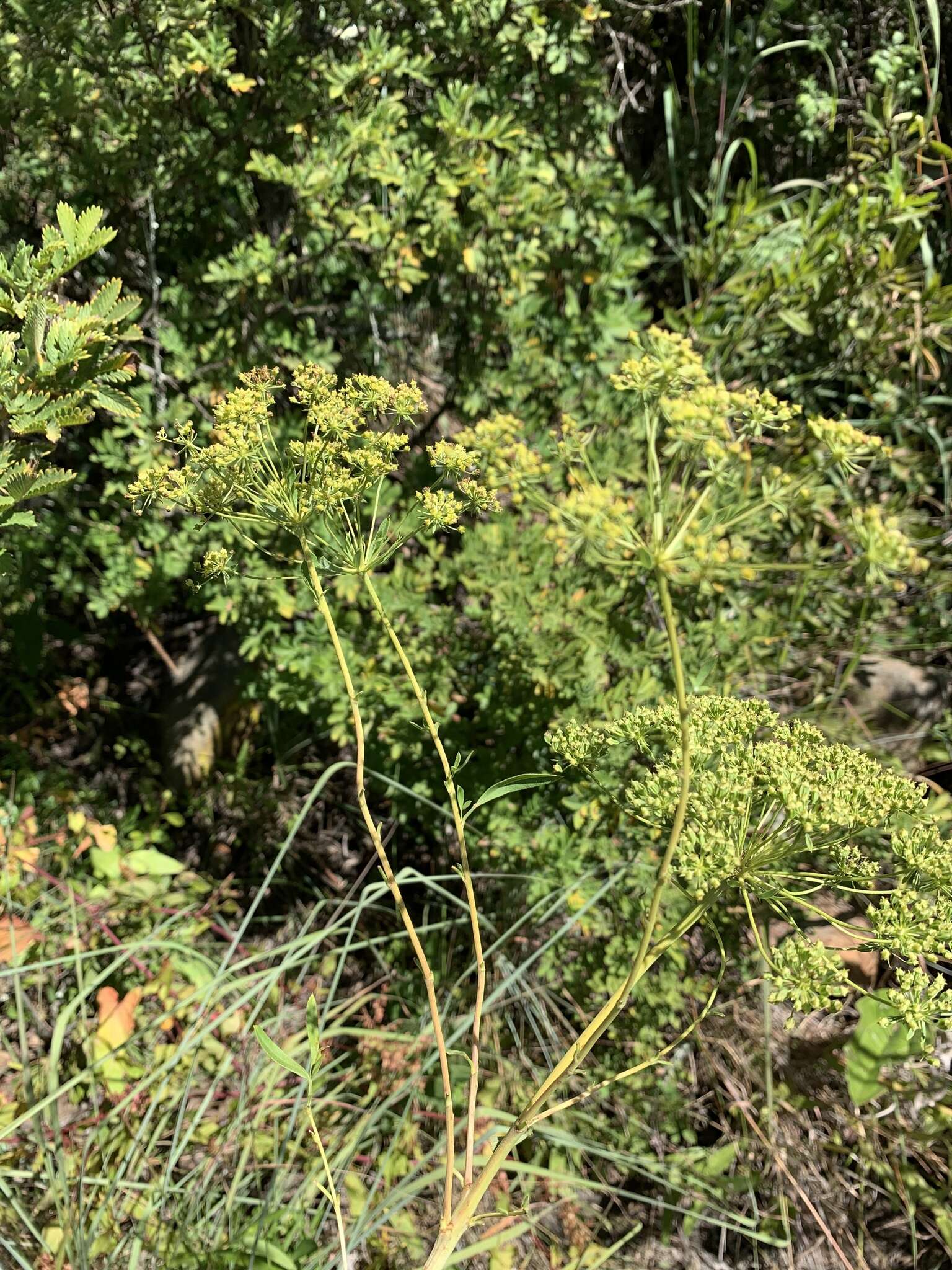 Image de Heteromorpha involucrata Conrath