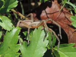 Image of Dotted Wolf Spider