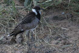 Image of Blacksmith Lapwing