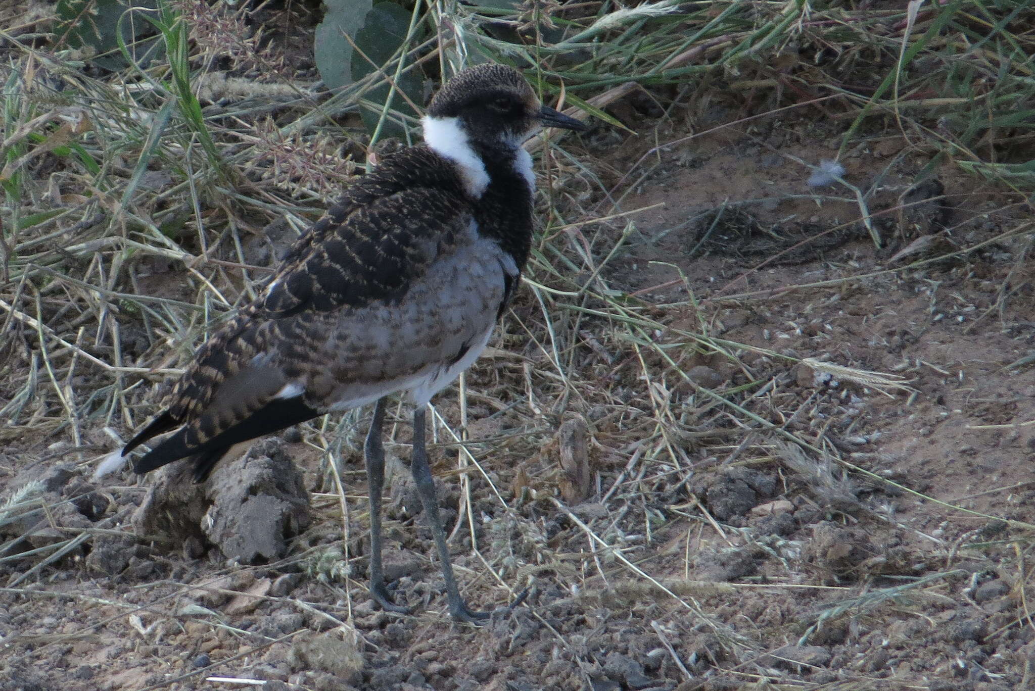 Image of Blacksmith Lapwing