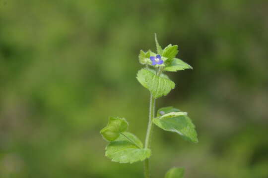 Image of Veronica crista-galli Steven