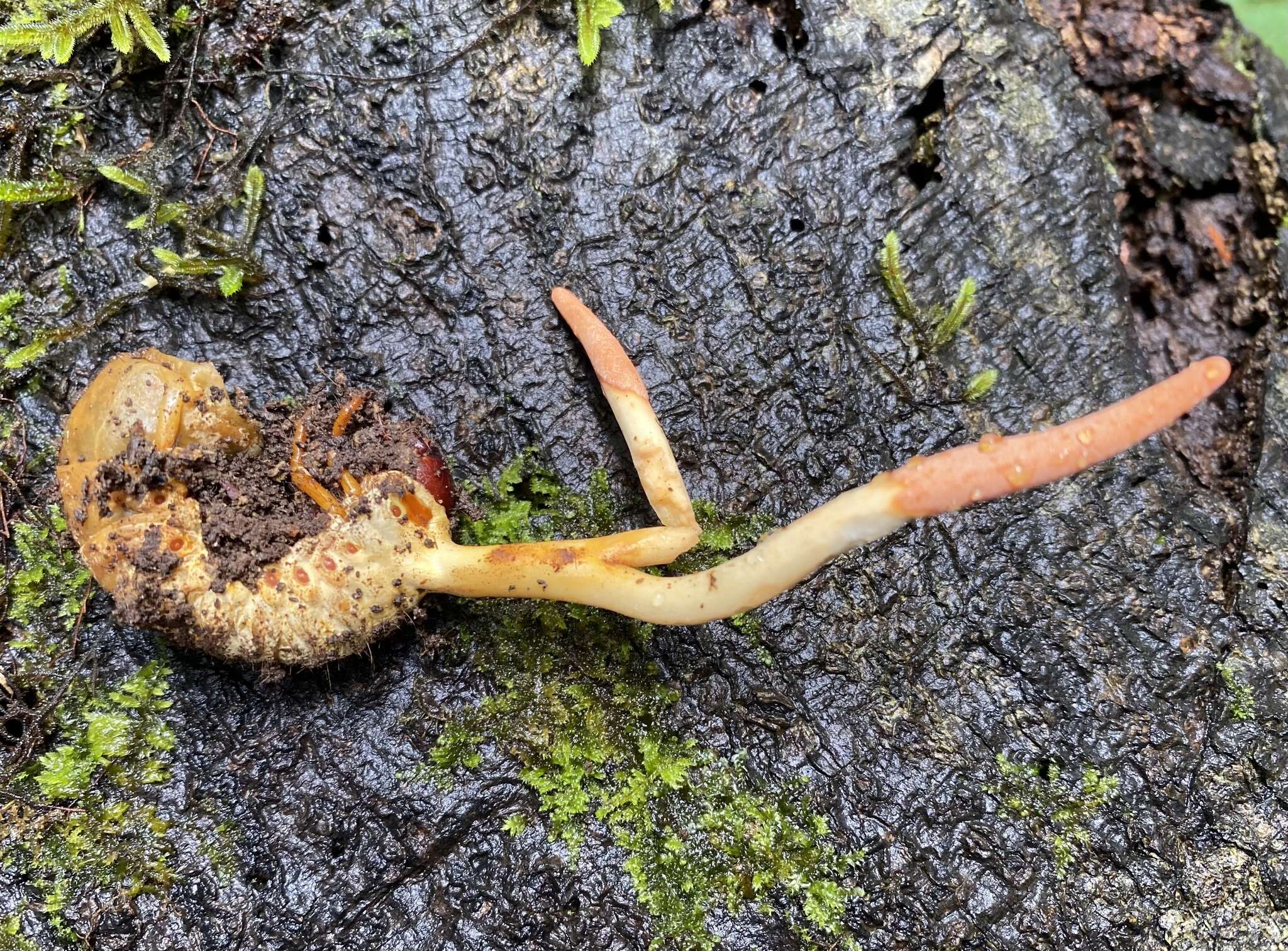 Image of Ophiocordyceps melolonthae (Tul. & C. Tul.) G. H. Sung, J. M. Sung, Hywel-Jones & Spatafora 2007