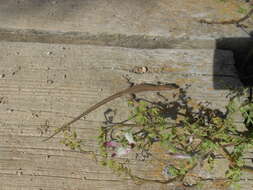 Image of Columbretes Wall Lizard