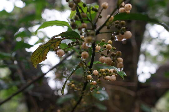 Image of <i>Maesa perlaria</i> var. <i>formosana</i>