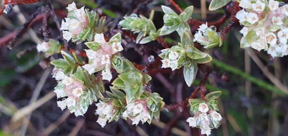 Image of Pimelea concinna Allan