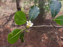 Gardenia rutenbergiana (Baill. ex Vatke) J.-F. Leroy的圖片