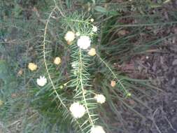 Image of juniper wattle