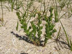 Plancia ëd Linaria arenaria DC.