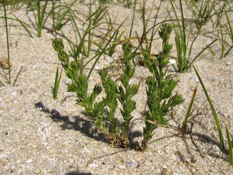 Image of Linaria arenaria DC.