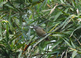 Image of Brown-cheeked Fulvetta