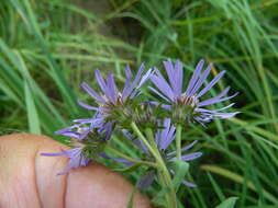 Image of mountain aster