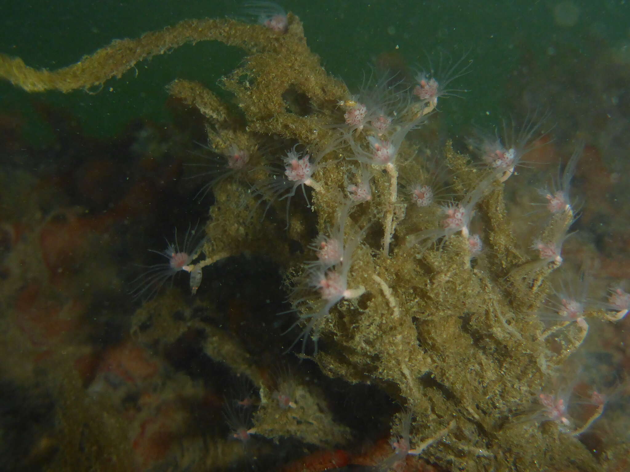 Image of Ectopleura marina (Torrey 1902)