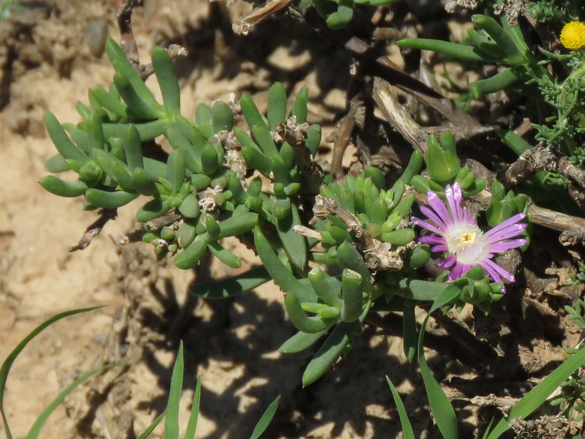 Image of Delosperma peersii Lavis