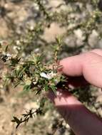 Sivun Leptospermum microcarpum Cheel kuva