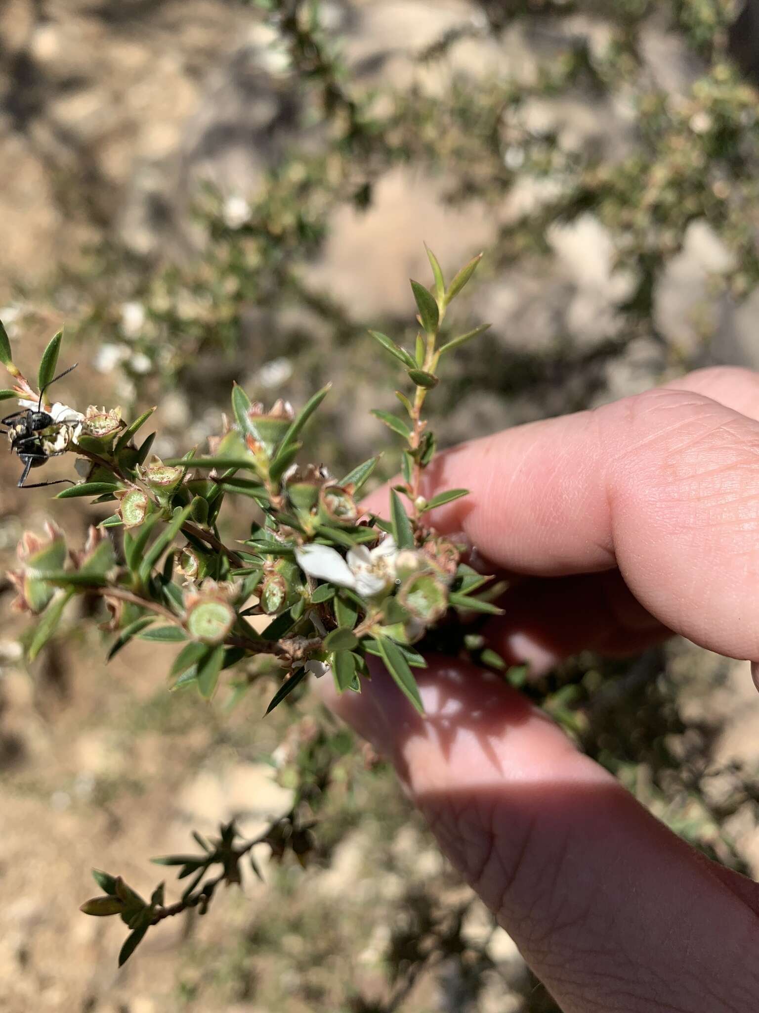 Image de Leptospermum microcarpum Cheel