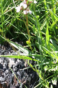 Image of Satyrium rhynchanthum Bolus