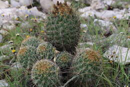 Image of Coryphantha octacantha (DC.) Britton & Rose