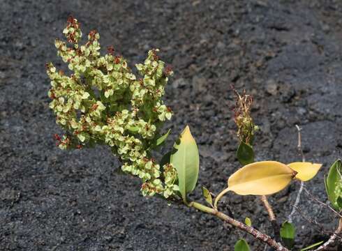 Rumex skottsbergii O. Degener & I. Degener的圖片