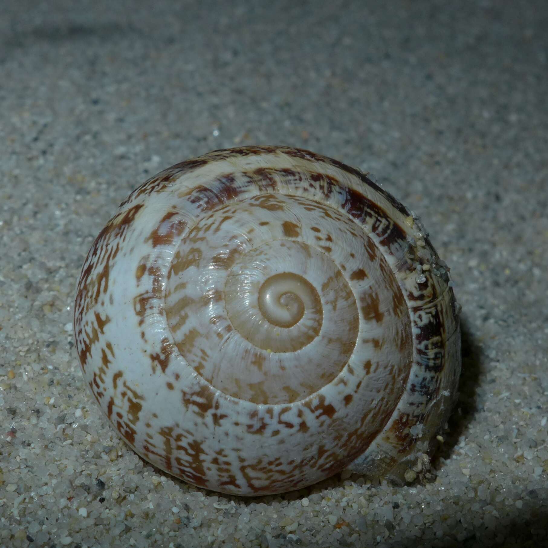 Image of Eobania vermiculata (O. F. Müller 1774)