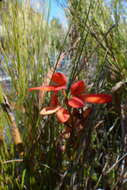 Image de Disa cardinalis H. P. Linder