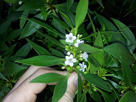 Image of Myoporum tenuifolium G. Forster