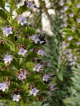 صورة Anthophora alluaudi Pérez 1902