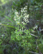 Image of Thalictrum minus subsp. thunbergii (DC.) Vorosh.