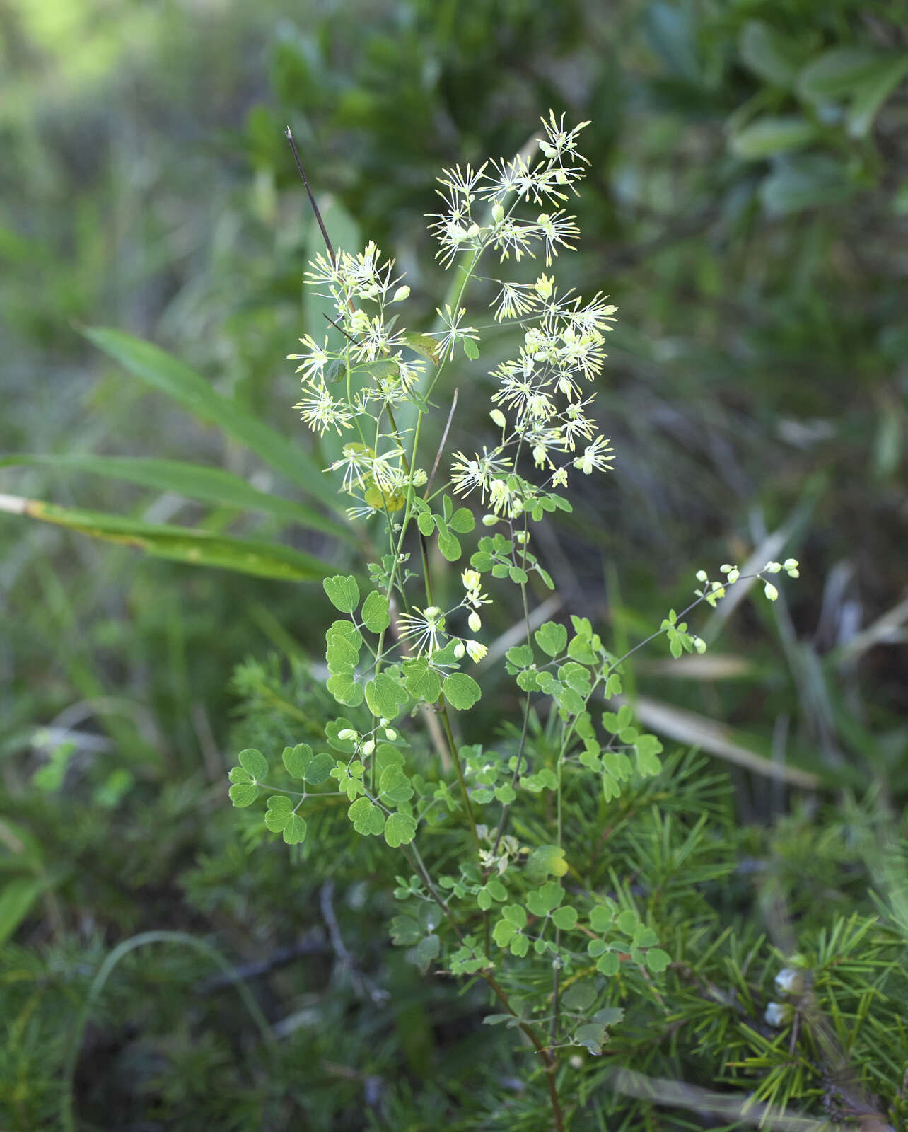 Image of Thalictrum minus subsp. thunbergii (DC.) Vorosh.